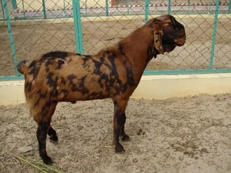 Камори- нубийские. Нубийские козы Камори. Пакистанская нубийская коза. Козел Афганский порода.