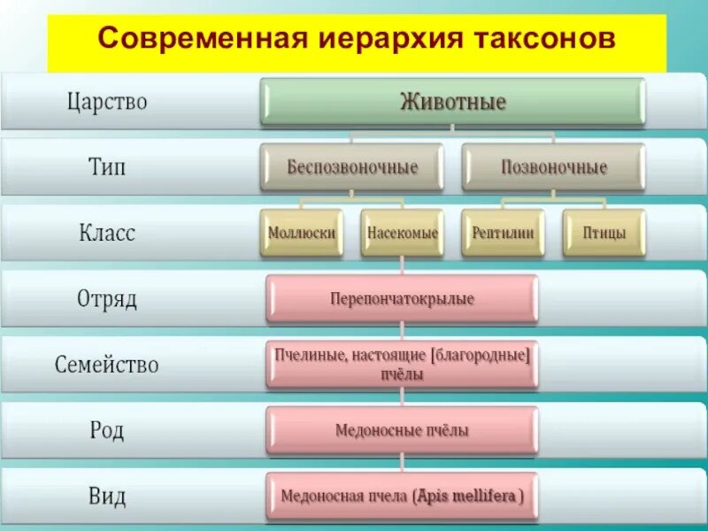 Схема таксонов биология. Современная иерархия таксонов. Иерархия таксонов в биологии. Систематика иерархия.