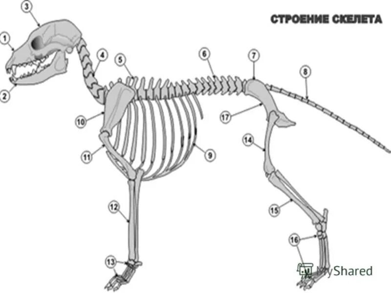Строение скелета млекопитающих собака. Строение скелета собаки 7 класс. Скелет млекопитающего 7 класс биология. Скелет собаки схема биология 7 класс.