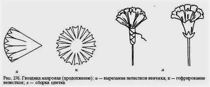 Гвоздика из бумаги для детей. Шаблон лепестков гвоздики. Вырезать гвоздику из бумаги. Гвоздика для вырезания из бумаги. Гвоздика 1 класс