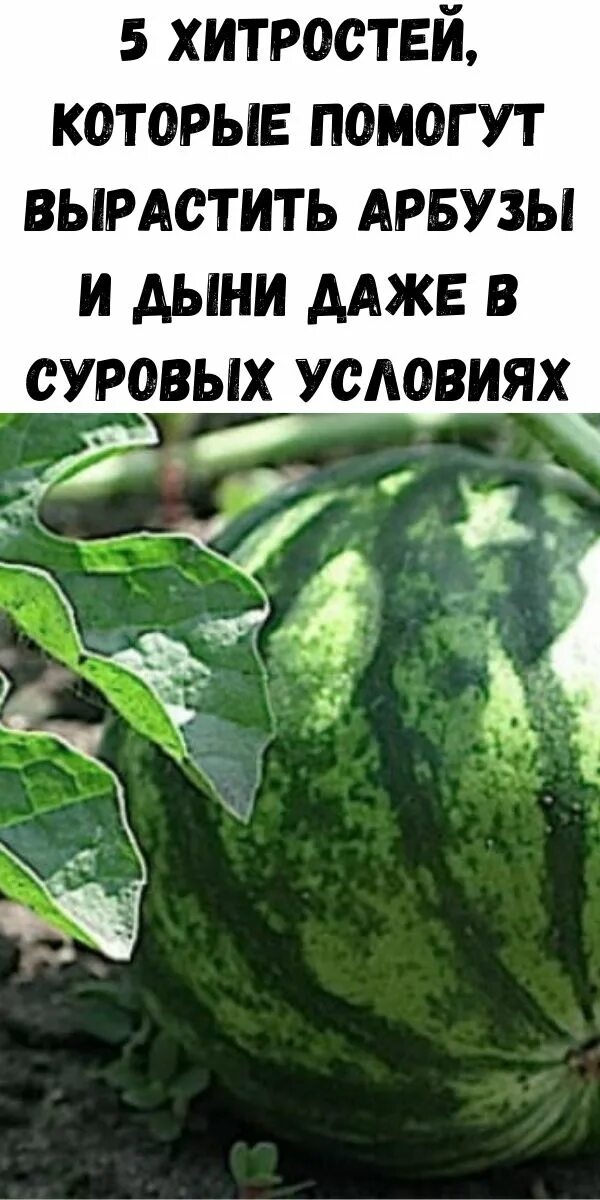 Можно ли посадить арбуз. Арбуз растет. Сажаем арбузы. Арбуз и дыня. Как растет Арбуз.