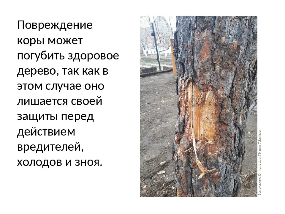 По стволу дерева можно. Повреждения коры деревьев. Типы повреждений коры дерева.