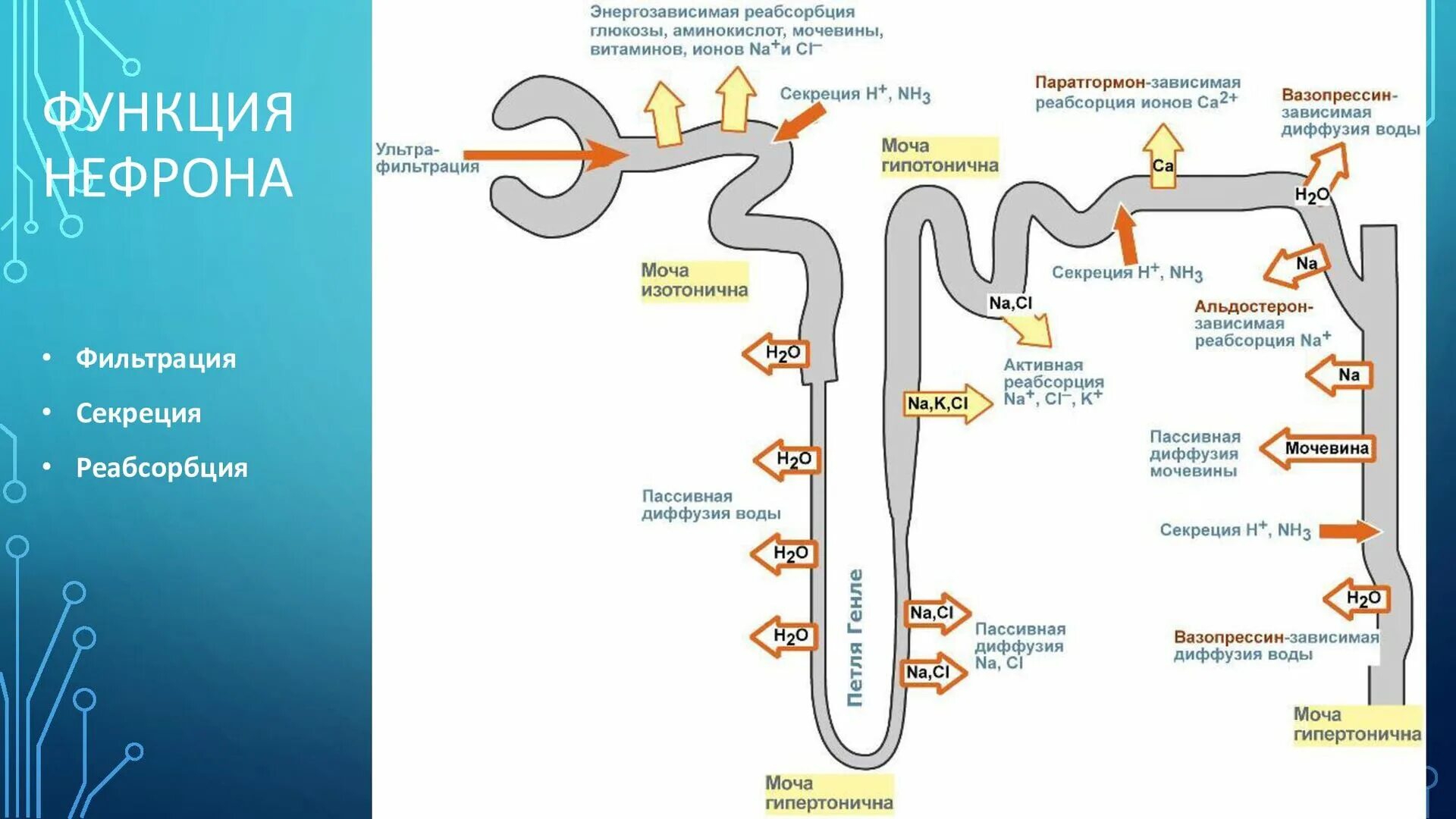 Нефрон схема фильтрации и реабсорбции. Строение нефрона почки фильтрация. Строение нефрона процесс мочеобразования. Процессы в нефроне почки. Нефрон ультрафильтрация