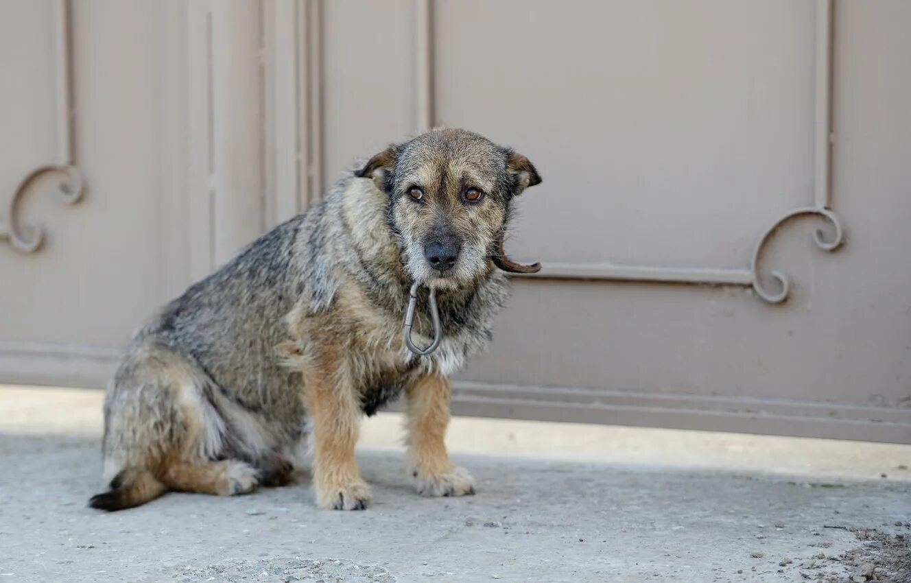 Бродячие собаки. Бродячие собаки. Бездомные собаки. Бездомный пес. Стая собак.
