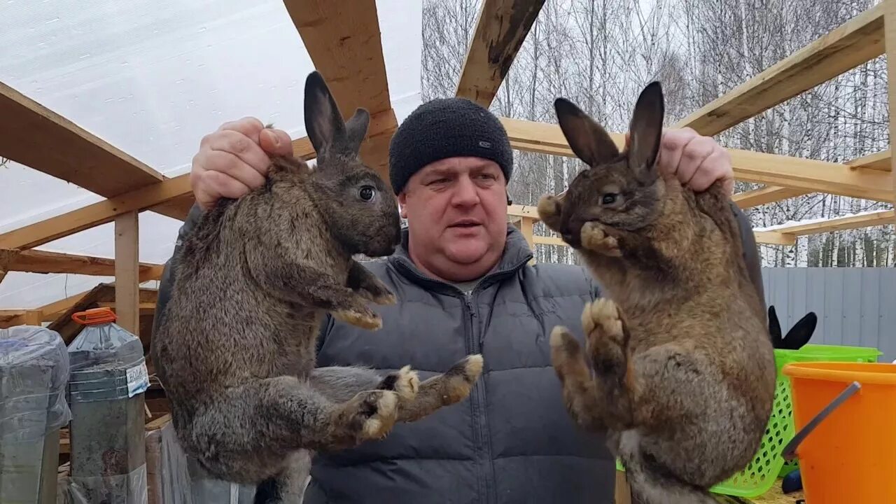 Спаси кролика. Комбайнер спас крольчонка. Спаси кролика. Спаси кролика. Спаси кролика.