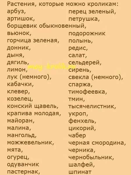 Можно давать кроликам деревья. Какую траву можно кроликам. Какой травой можно кормить кроликов. Какую траву можно давать декоративным кроликам. Какими растениями кормить кроликов.