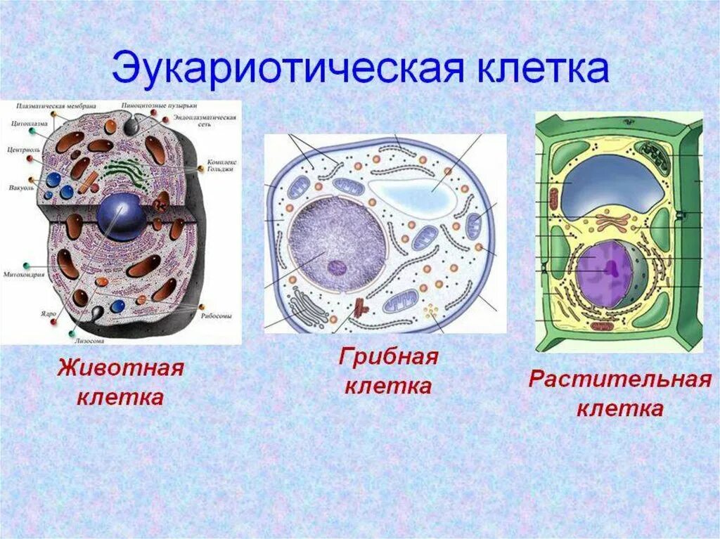 Строение клетки эукариот. Эукариотические клетки растений строение. Строение эукариотической клетки животного и растения. Строение эукариотической клетки животной и растительной.