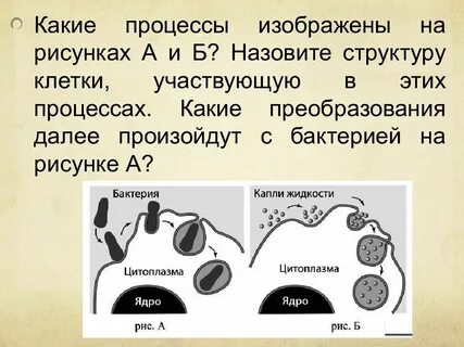 Как называют процесс изображенный на рисунке