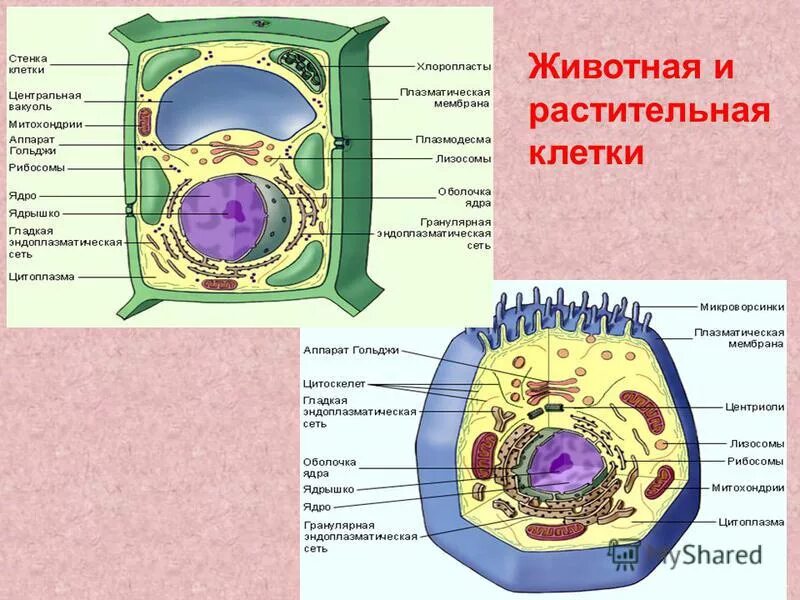 Выберите признаки растительной клетки. Есть ли клеточный центр в растительной клетке. Строение клетки животного клеточный центр. Строение клетки растения клеточный центр. Строение животной клетки клеточный центр.