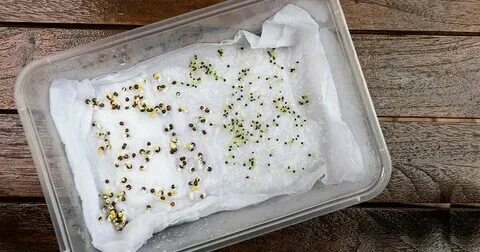 Какие семена нужно стратифицировать в холодильнике. Какие семена нужно стратифицировать в холодильнике
