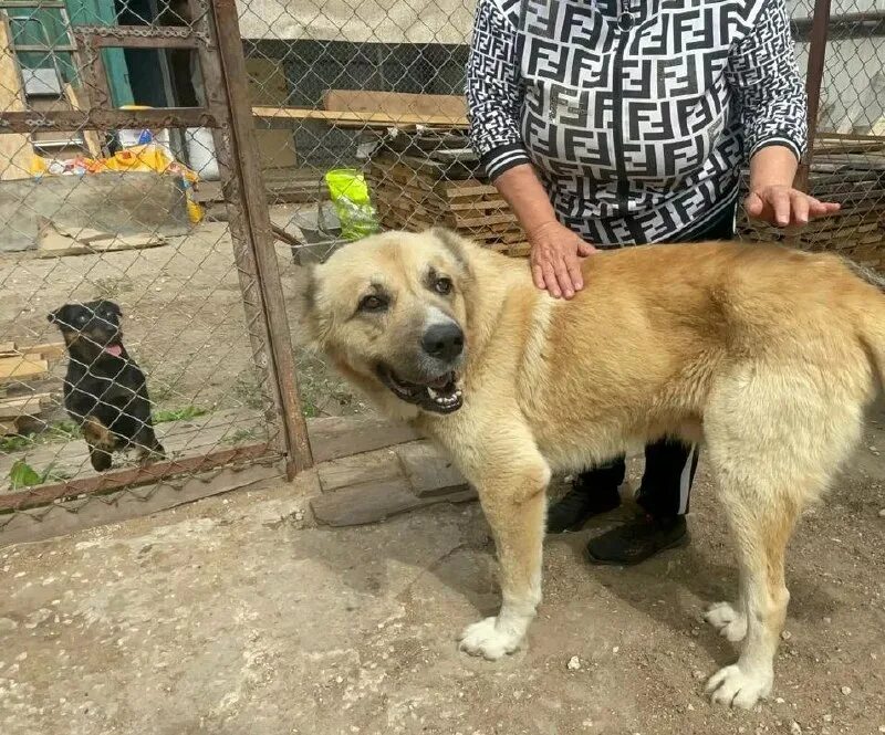 адрес приюта лохматая душа