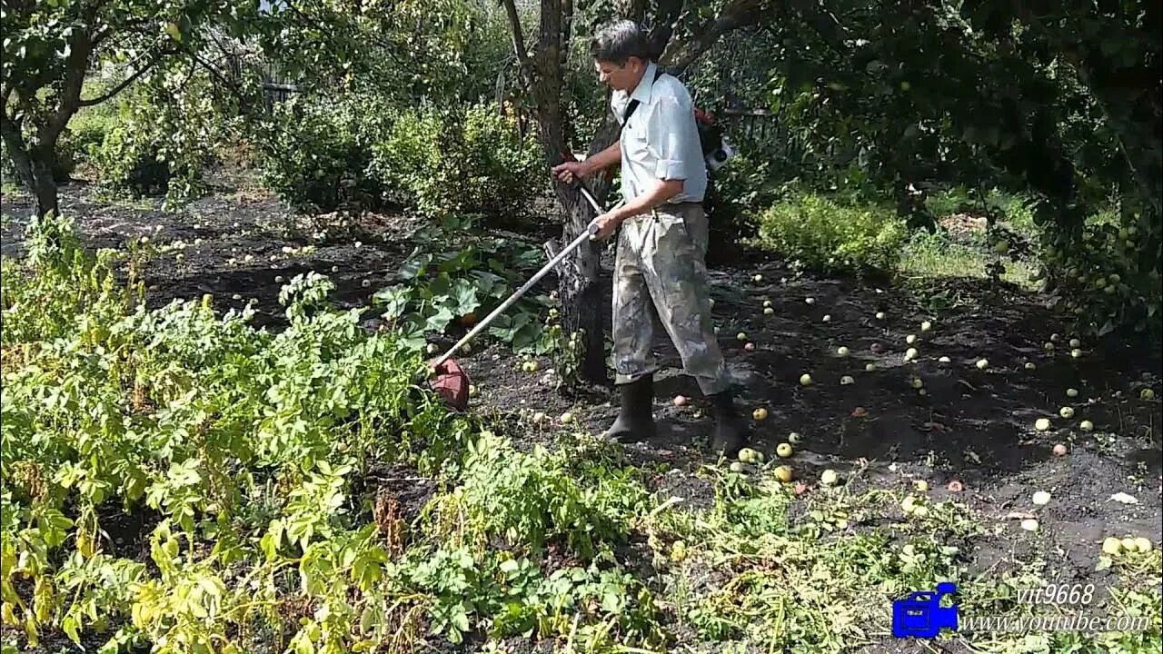 Когда убрать ботву картофеля перед уборкой. Скашивание ботвы картофеля. Когда убрать ботву картофеля перед уборкой. Курчавость картофельной ботвы. Обрезаем ботву картофеля.