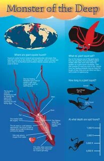 Squid Infographic on Behance.