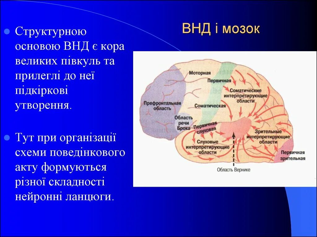 Центры высшей нервной деятельности находятся в