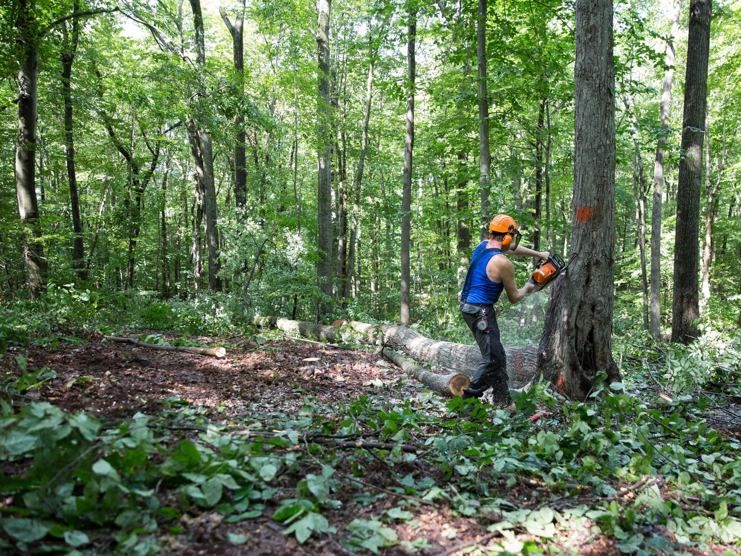 Cut down forest. Forest Cutting. Cut down Forests. Cutting down Forests. Wood Cutting Forest.