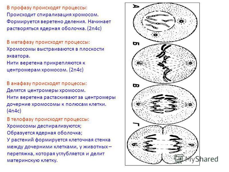 самостоятельная работа по биологии 9 класс митоз