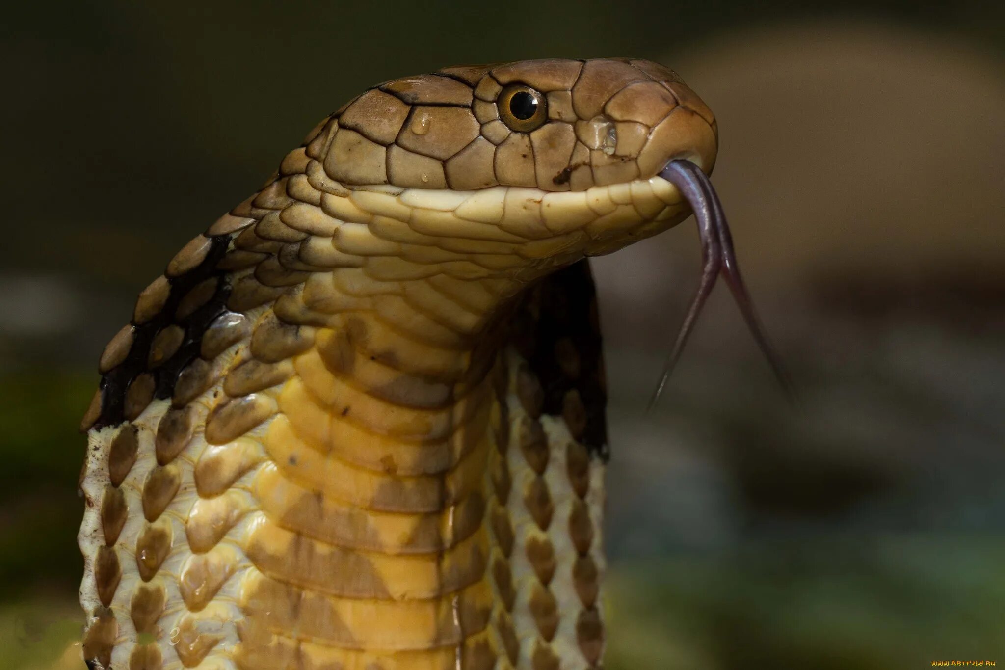 Кобра видит. Желтая кобра. королевская кобра клыки. ophiophagus hannah. королевская кобра фото.