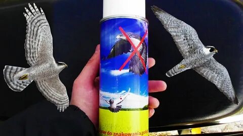 Красим голубей