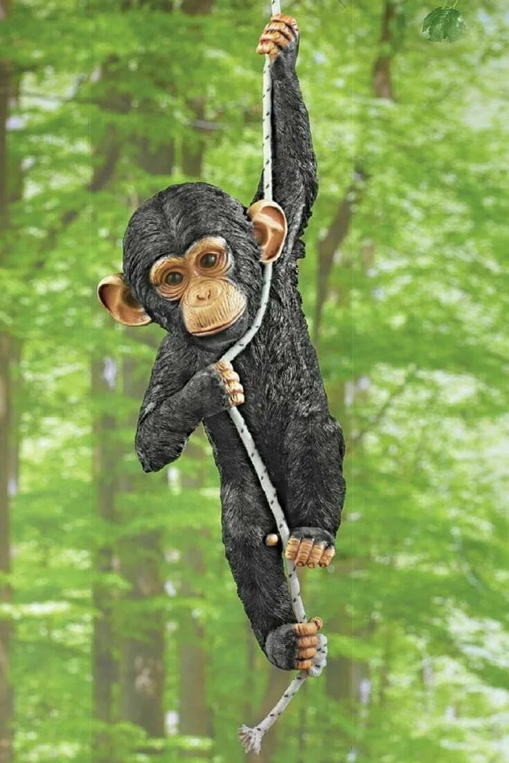 A chimp can climb