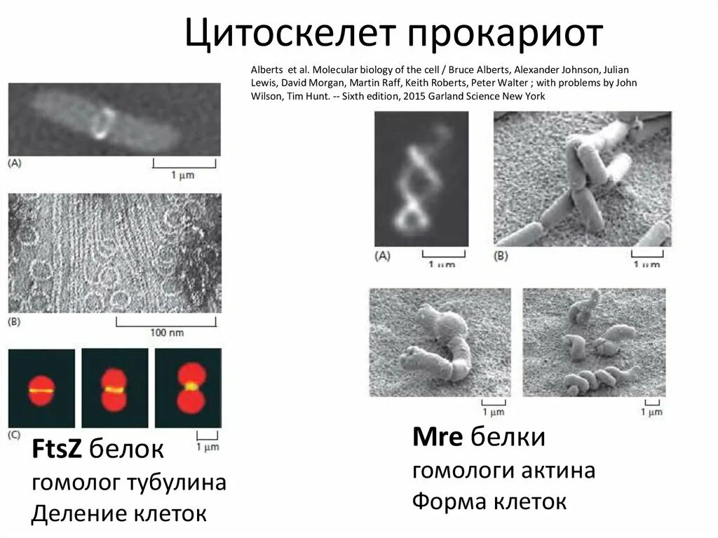 Есть ли у прокариотов