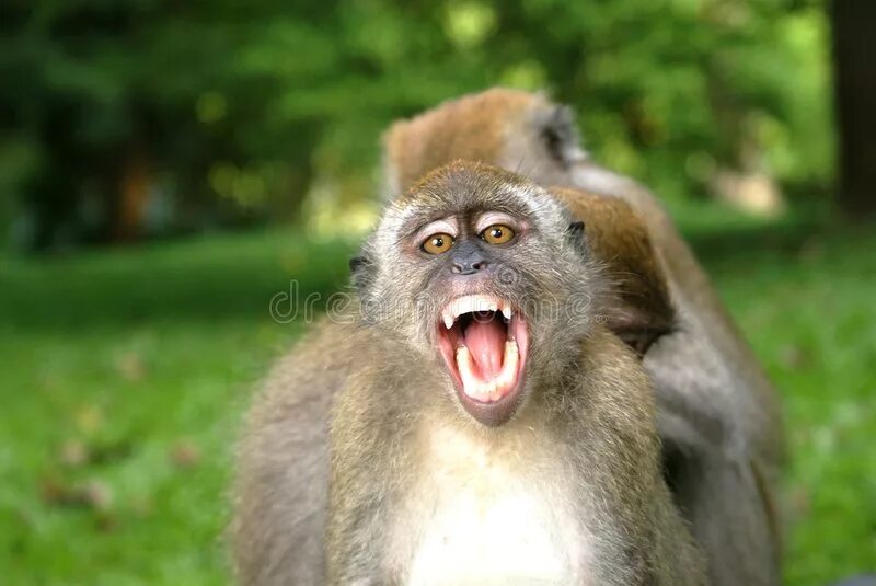 Обезьяна с открытым ртом. Обезьянка открыла рот. Шимпанзе с открытым ртом. Обезьяны с открытыми ртами.