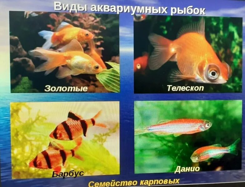 Аквариумные рыбки. Рыбки и их названия. Аквариумные рыбки карточки с названиями для детей. Разновидности аквариумных рыбок. Аквариумные рыбки для начинающих названия.
