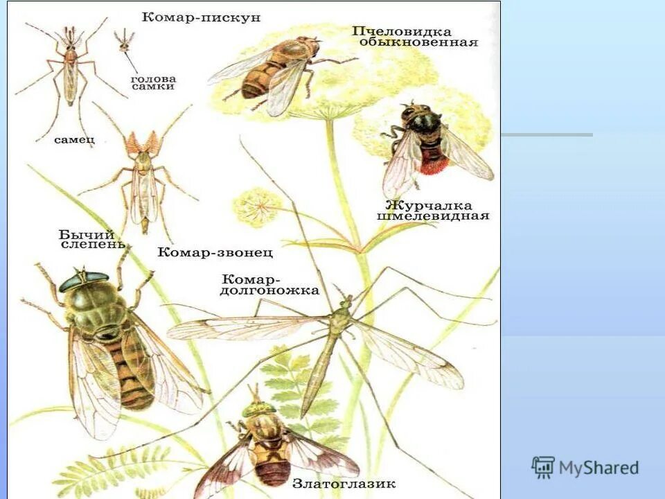 Разнообразие насекомых. Видовое разнообразие насекомых. Многообразие насекомых в природе.