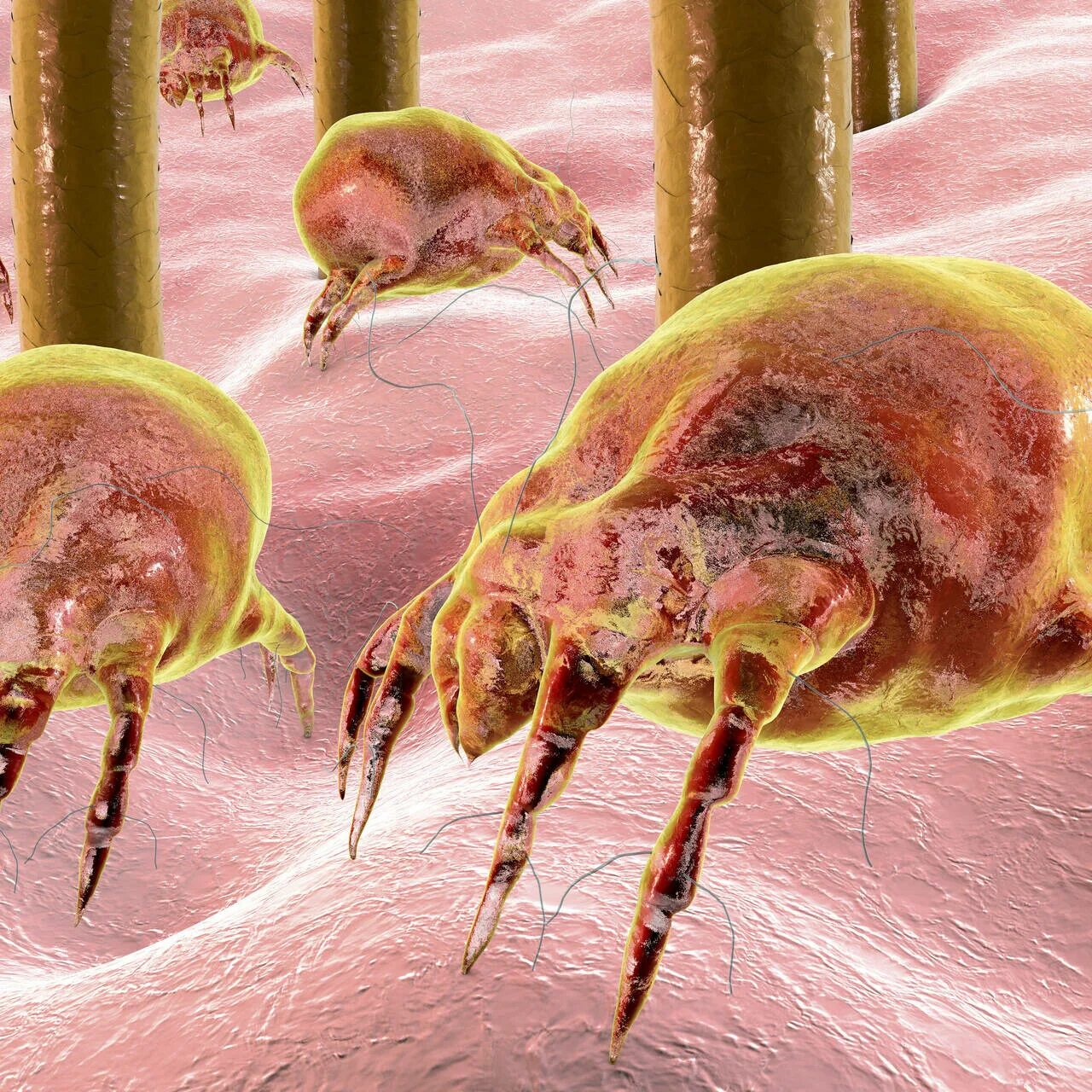 The house dust mite, you have thousands of these little dudes in your mattress..