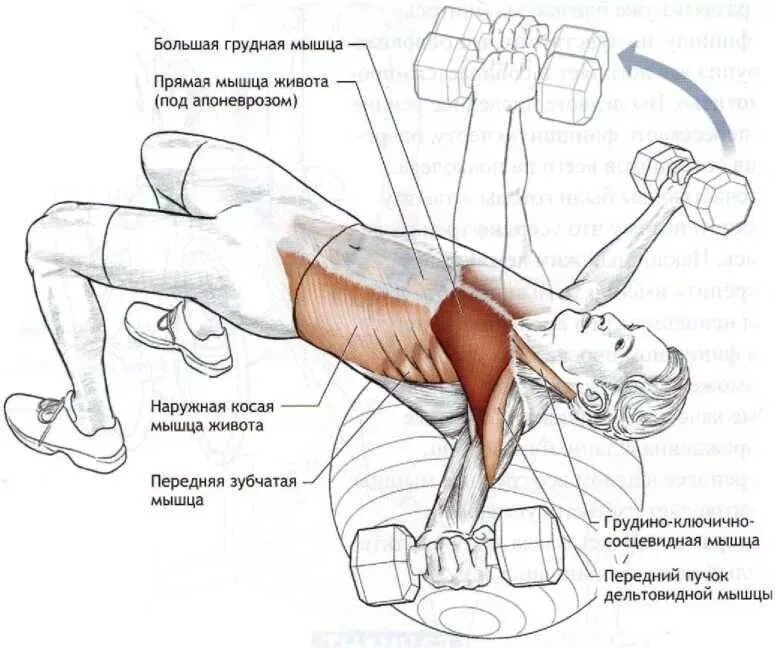 Упражнения на грудные мышцы жим гантелей. Жим лежа гантелей положение рук. Разведение гантелей лежа мышцы работают. Сведение рук лежа с гантелями какие мышцы работают.