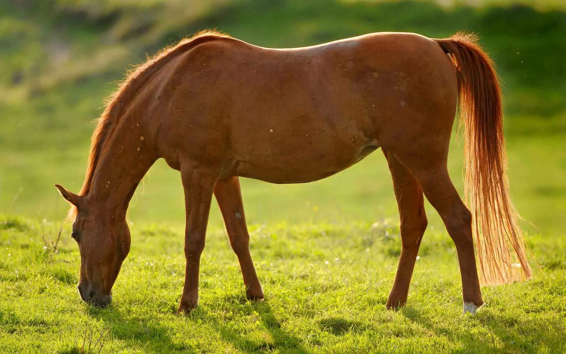 Horse pictures. Кливлендская гнедая. Светло-Каштановая рыжеватая масть лошадей. Абиссинская порода лошадей. Коричневая лошадь.