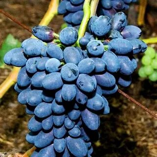 Сорт кодрянка виноград характеристики