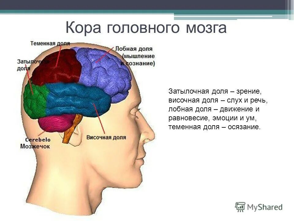 Затылочная область коры головного мозга. Доли головного мозга затылочная височная. Зоны мозга лобная теменная височная затылочная. Затылочные доли мозга височные доли.