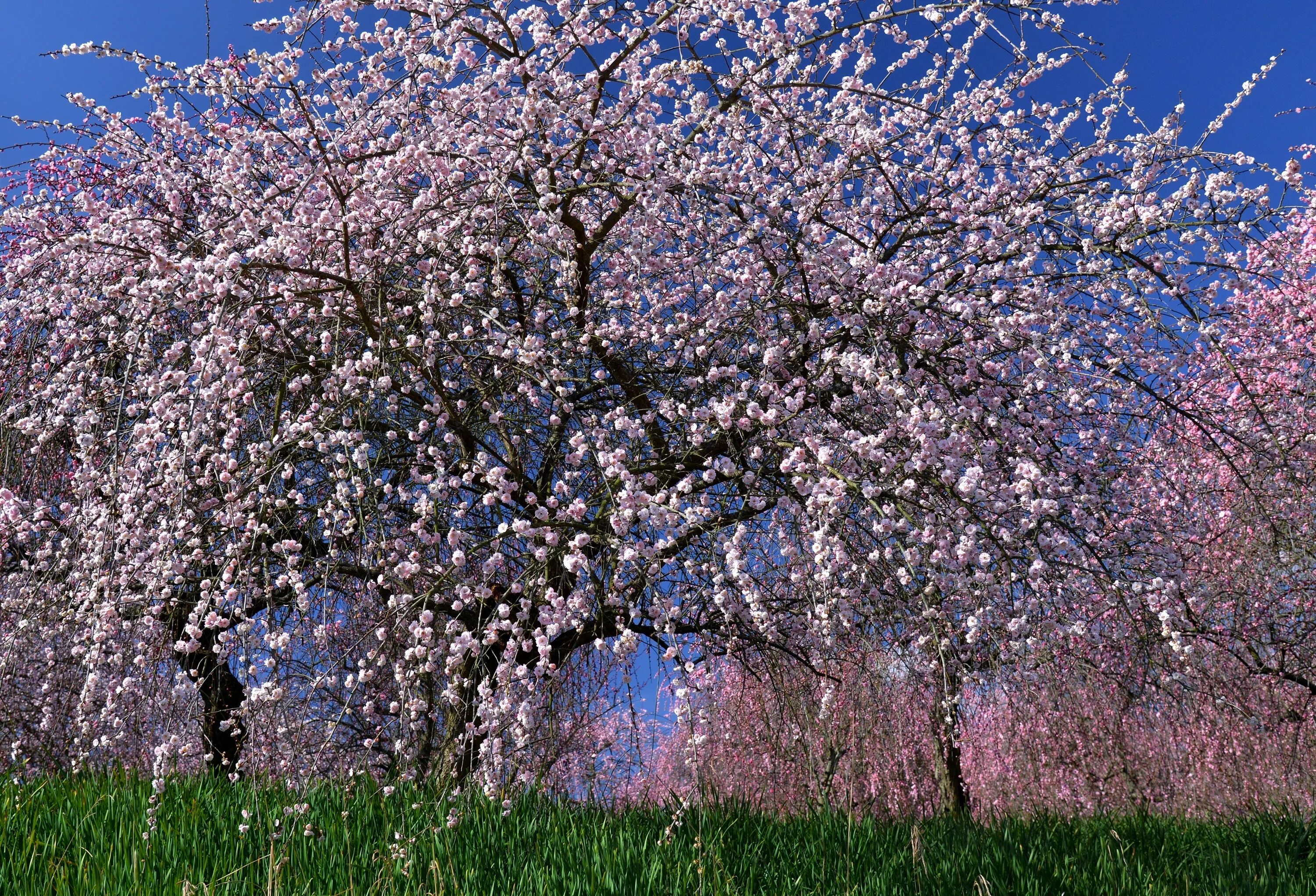 Красивое весеннее дерево. Prunus Americana дерево. Вишня дерево цветение. Ташкент цветение черешни.