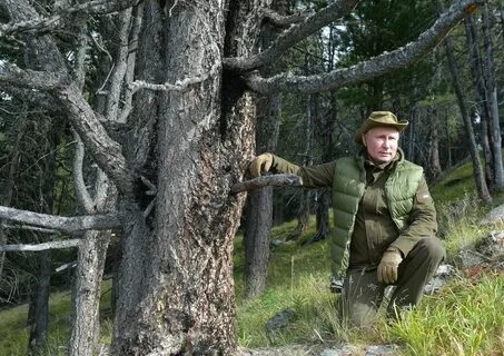 Песня год покружись тайге