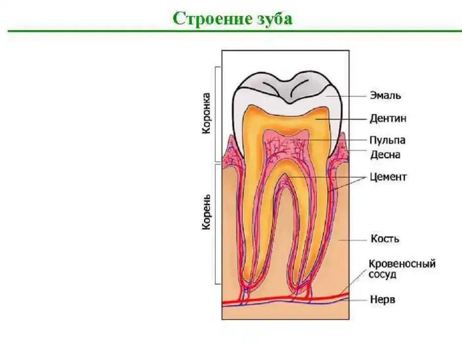 Строение зубов биология 8 класс. Пищеварительная система человека строение зуба. Анатомическое строение зуба биология. Строение зуба биология 8 класс.