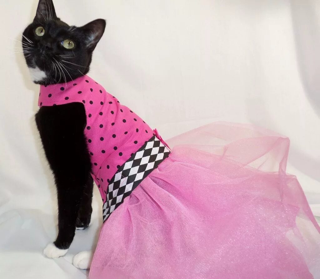 Кошка в платье. Нарядные платья для кошек. Красивая одежда для кошек. Одежда для кошек платье. Черно розовую кошку