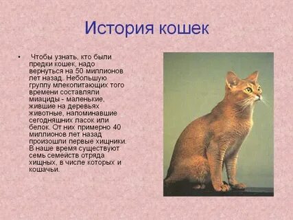 Я хочу рассказать о кошке 2 класс