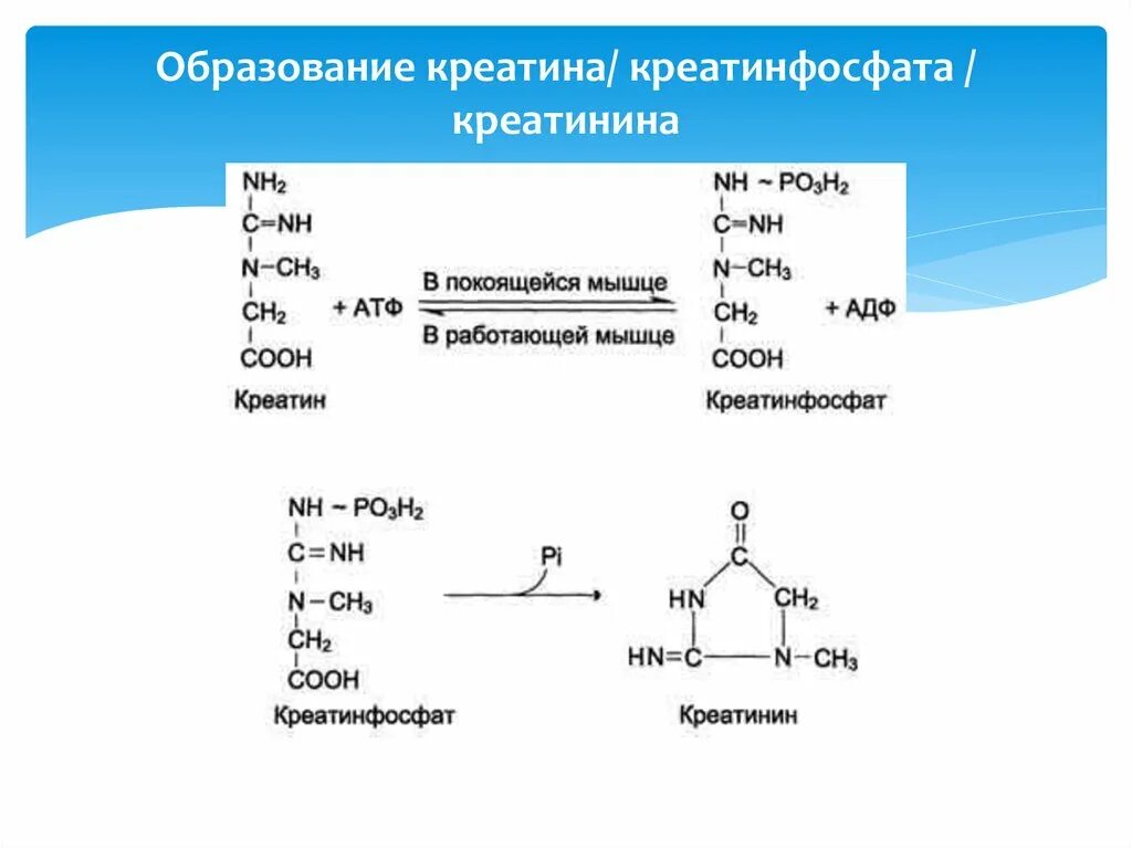 Реакция синтеза креатина и креатинфосфата. Синтез креатина, креатинфосфата, креатинина. Реакция образования креатинина из креатинфосфата. Механизм образования АТФ креатинфосфата. Креатинин действие