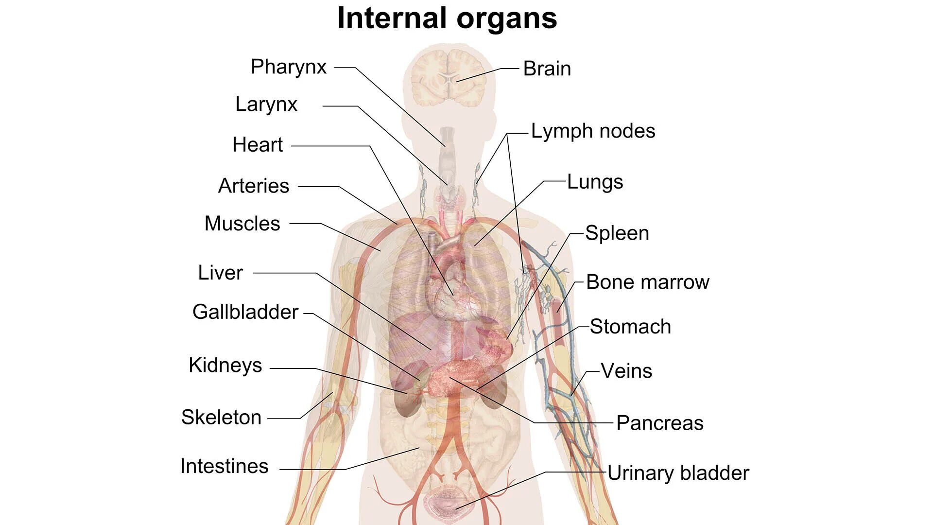 Анатомия человека. Внутренние органы. Внутренние органы человека. Анатомия человека органы.