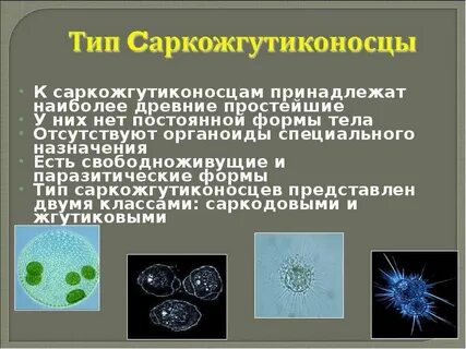 Самые древние простейшие