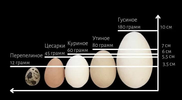 Сколько весят 2 яйца. Размер гусиного яйца. Размер куриного яйца. Диаметр куриного яйца. Вес гусиного яйца.