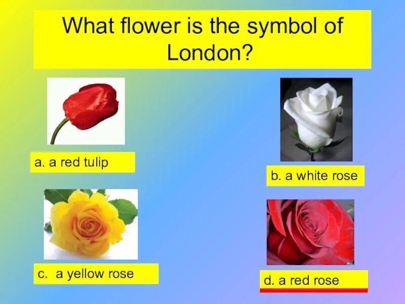 What is the Floral symbol of England?. The symbol of England is Red Rose. What is the symbol of England ответ. What Flowers is.