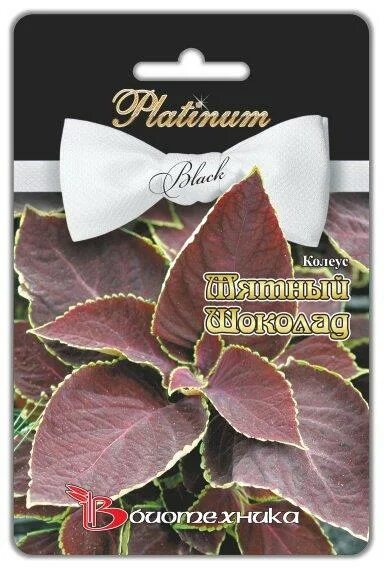 Колеус мятный. Колеус шоколадная мята. Семена колеус шоколад и мята. Колеус шоколад и мята. Мята шоколадная семена купить