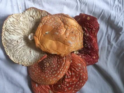 Сушеные шляпки
