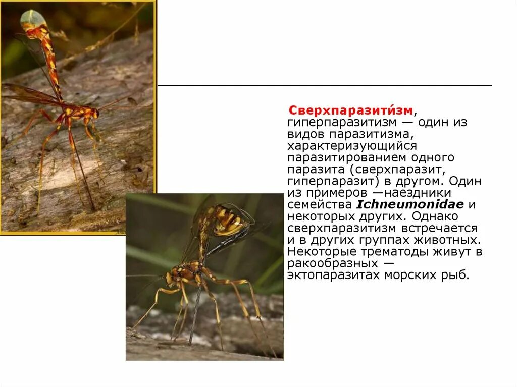 Паразитизм насекомых. Сверхпаразитизм. примеры сверхпаразитизма. сверхпаразиты примеры насекомых. примеры паразитизма в биологии.