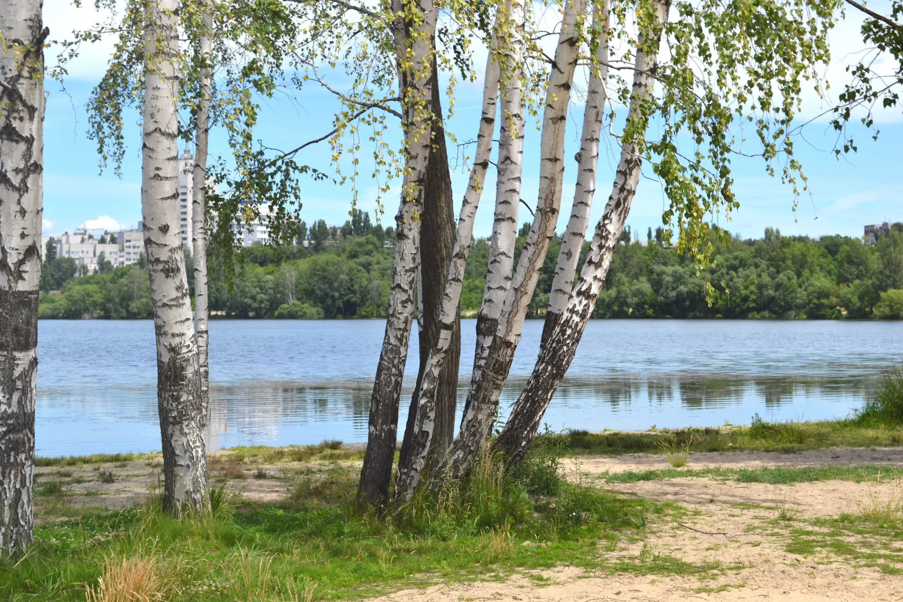 Озеро Березовое Березово. Березовая роща с озером. Озеро Березка Нижегородская. Березовая роща на берегу реки. Березки орел