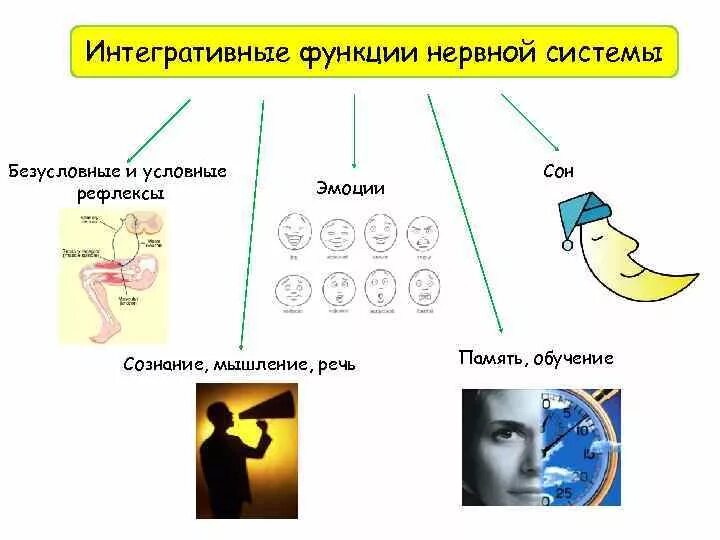 Интегративные функции нервной системы. Эмоции рефлекс. Рефлекторные эмоции. Условно рефлекторная память.