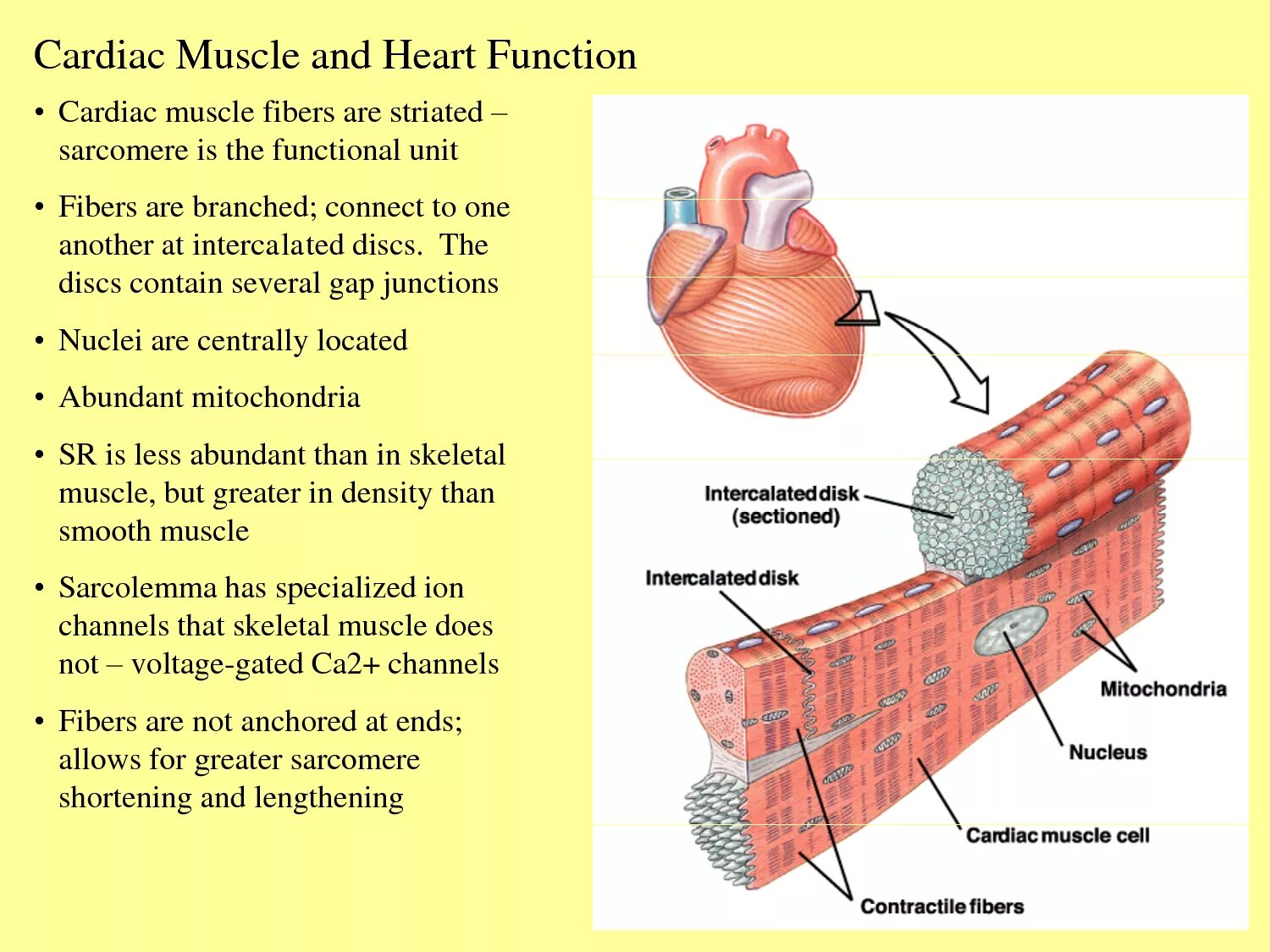 Muscles function. Cardiac muscle functions. cardiac muscle tissue histology. cardiac muscle tissue.