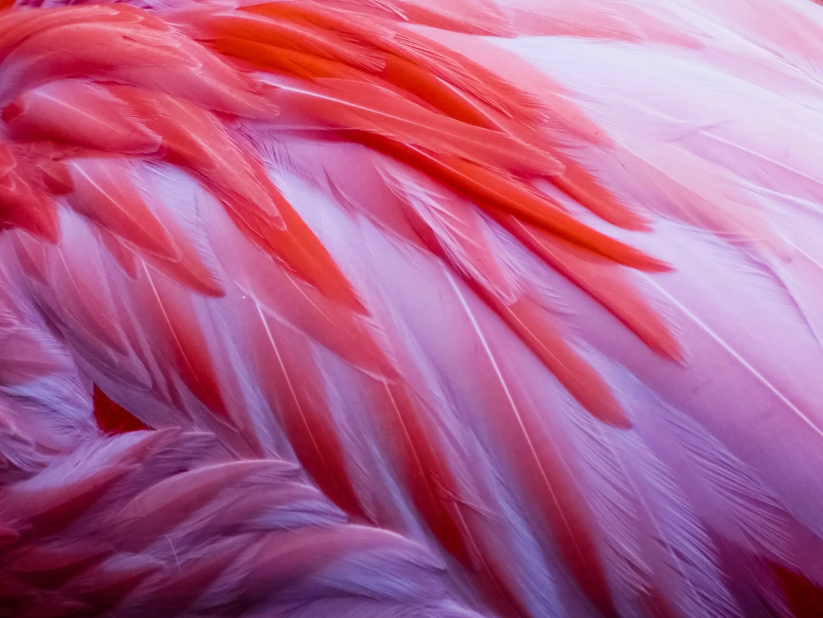 Оперение ее переливалось лимонным и розовым цветом. Розовые перья. Перо Фламинго. Красивые яркие перья. Цветные перья.