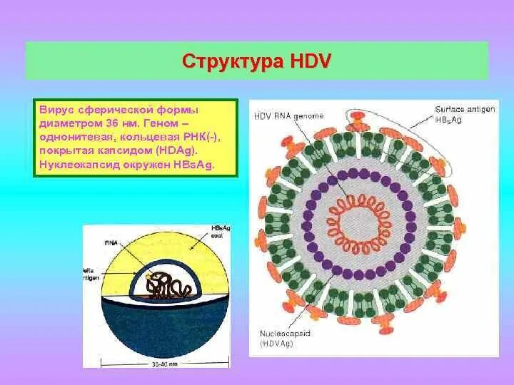 Сферическая форма вируса. Кольцевая РНК вируса. Строение вируса Hdv. Однонитевая Кольцевая РНК.